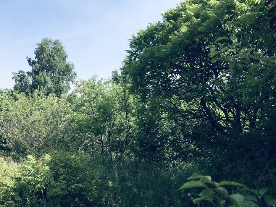 Земельна ділянка в Лісі 18сот. с.Вишнів, 10км.- Луцьк