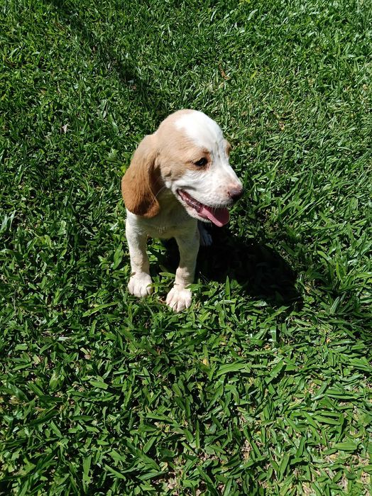 Beagle bicolor lindo