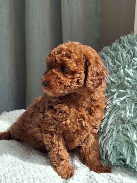 Maltipoo F1b Pudel i Maltipoo -