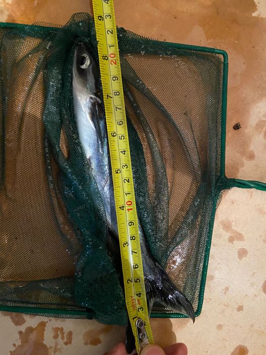 4 pangasius 2 albino 2 azuis