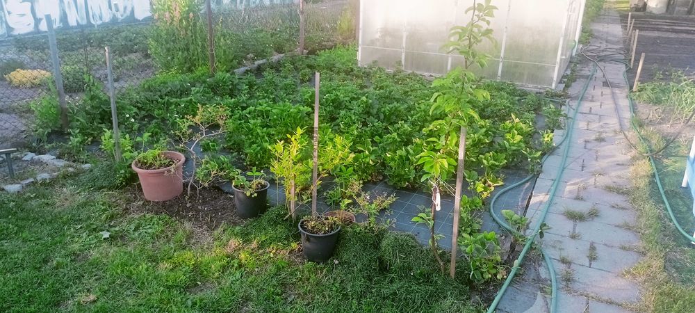 Działka ROD Koszalin 5 arów - gotowa do użytkowania - Widok 2