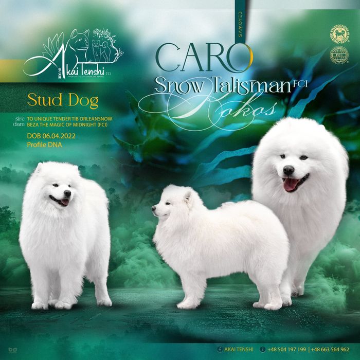 Samoyed piękne szczenię