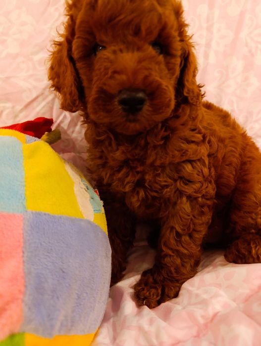 Пудель хлопчик Ред Браун