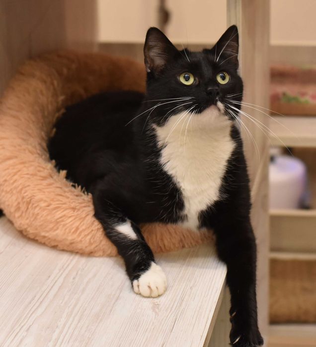 Замечательны, красивый кот Леклер