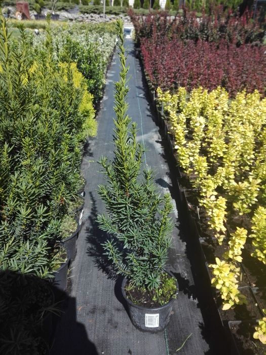 Cis Hicksi Hilli Aurea Fastigiata Robusta Summergold ŻYWOPŁOT Taxus
