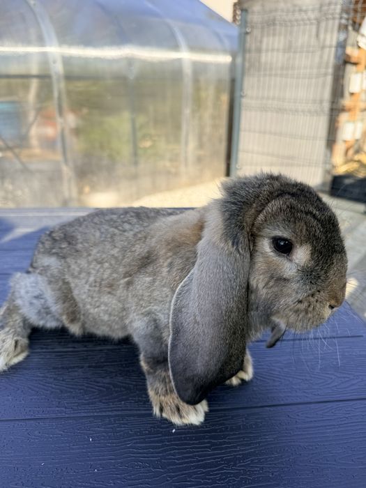 Sprzedam króliki  rasy Francuski  Baran