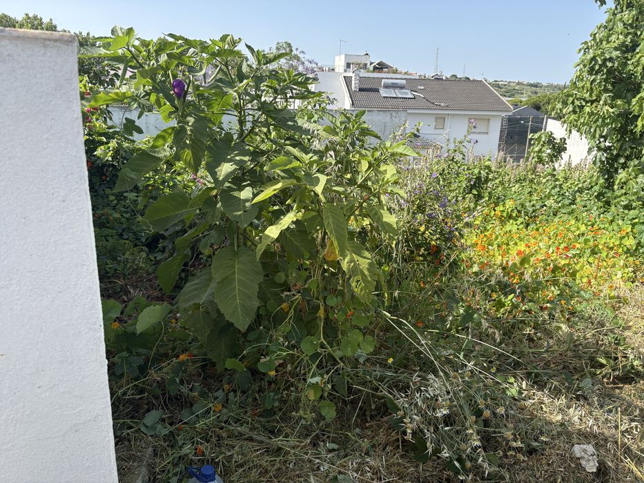 Eu faço limpeza de terrenos, quintais, garagens etc. zona da sobreda e arredores