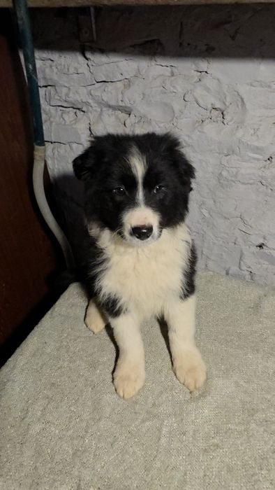 suczka border collie