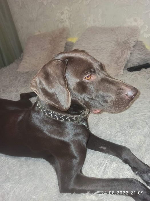 Курцхаар дівчинка чекає нареченого