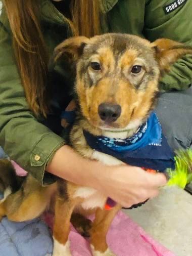 Віддаємо собачку Кіру