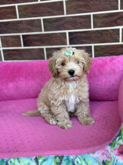 Maltipoo szczeniaczek piesek