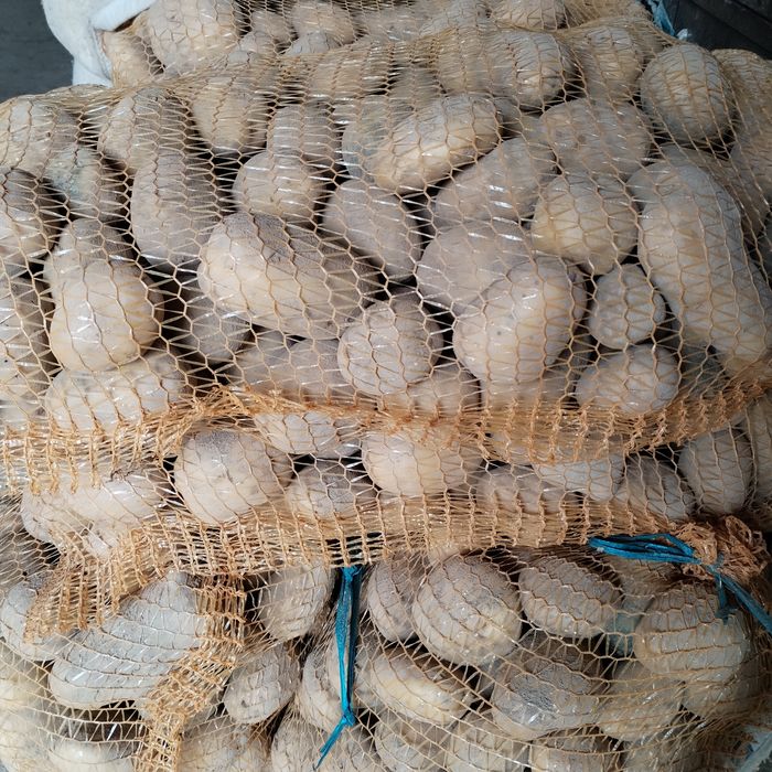 Sprzedam ziemniaki soraja i gala