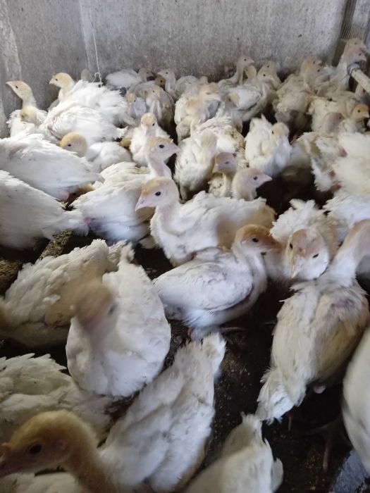 Добові індичата Біг-6.