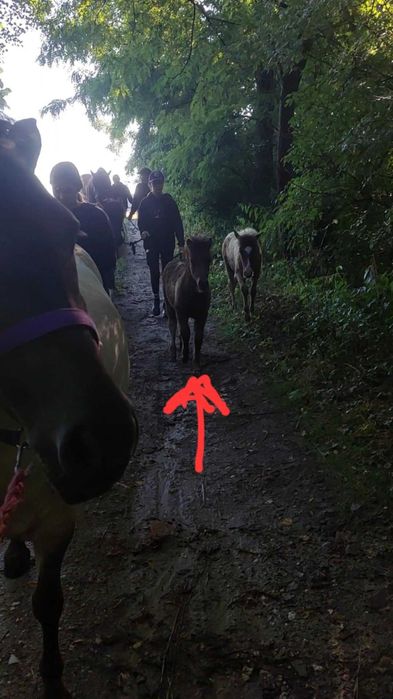 Sprzedam kucyka ogierka!