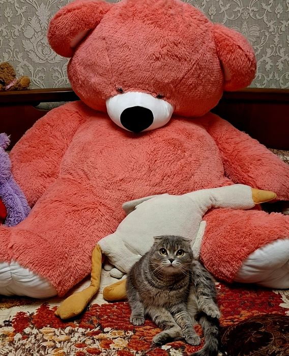 Наречений для шотландської киці