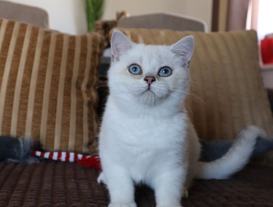 British Shorthair  Chinchilla point