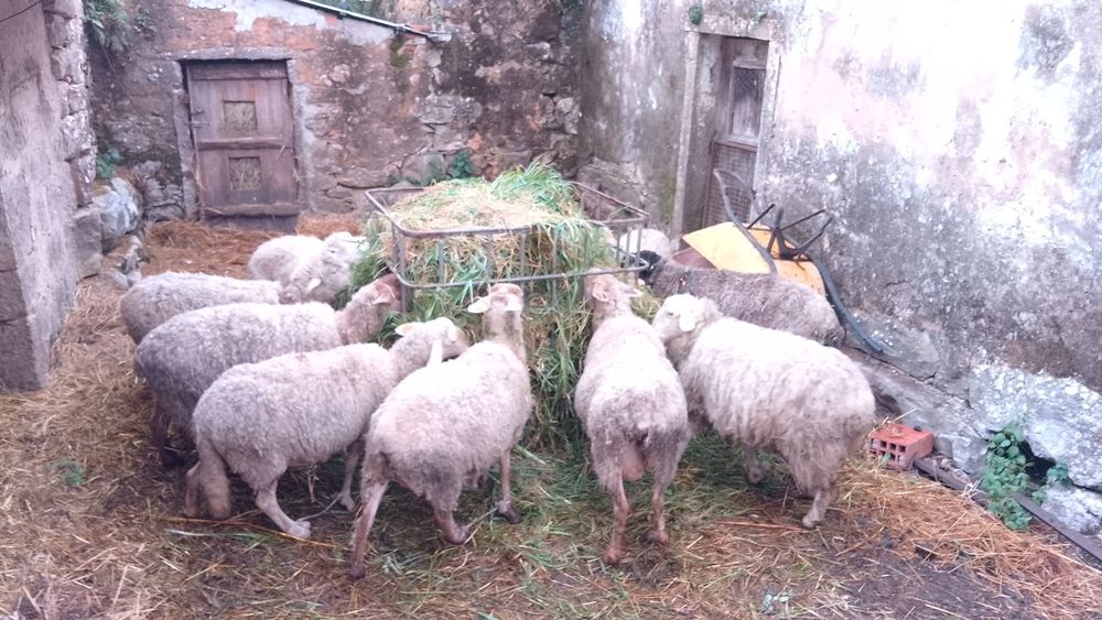 Ovelhas para venda