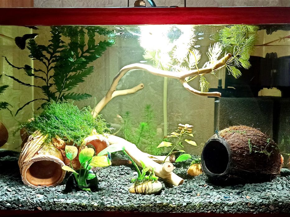 Домик укрытие нерестовик для рыбок креветок раков Кокос натуральный