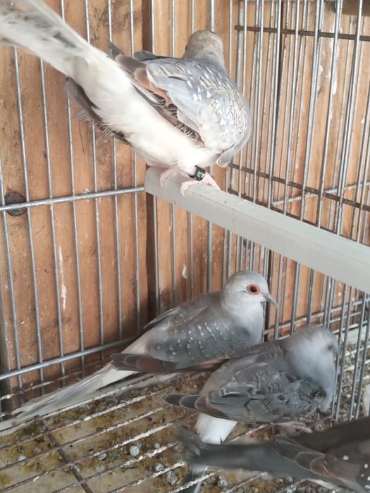 Rolas diamante, vendo ou troco