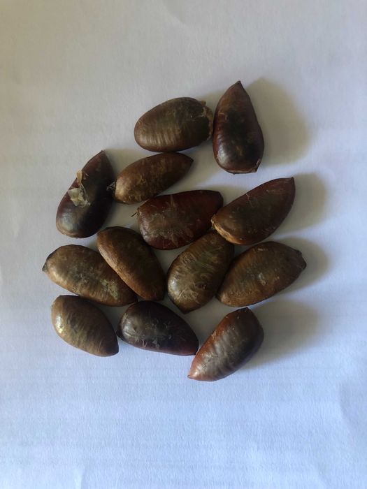 PawPaw saqueta com 10 sementes. O preço inclui portes CTT.