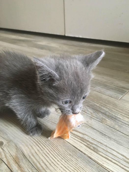 Кошенята породи russian blue