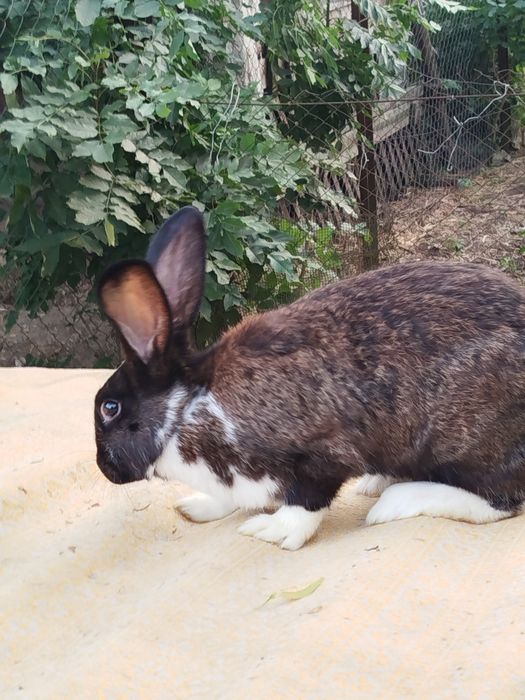 Продам королів ціна договірна