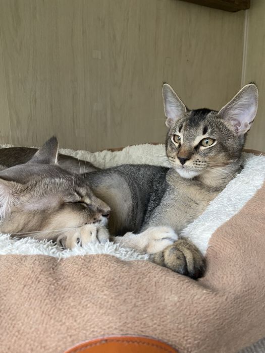 Роскошный котенок Чаузи F4
