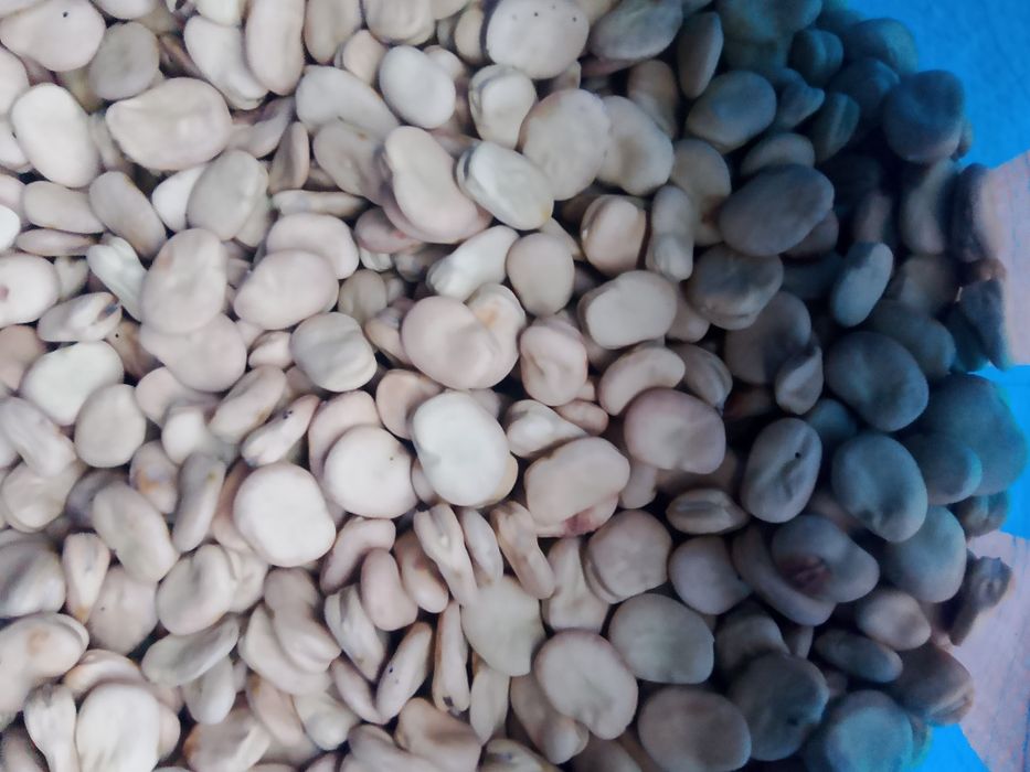 Sprzedam bób, bober