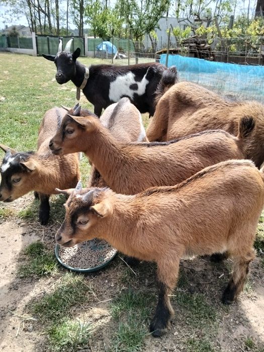 Vendo cabras anãs