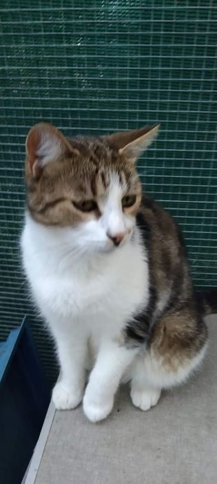 Кицюня шукає дім