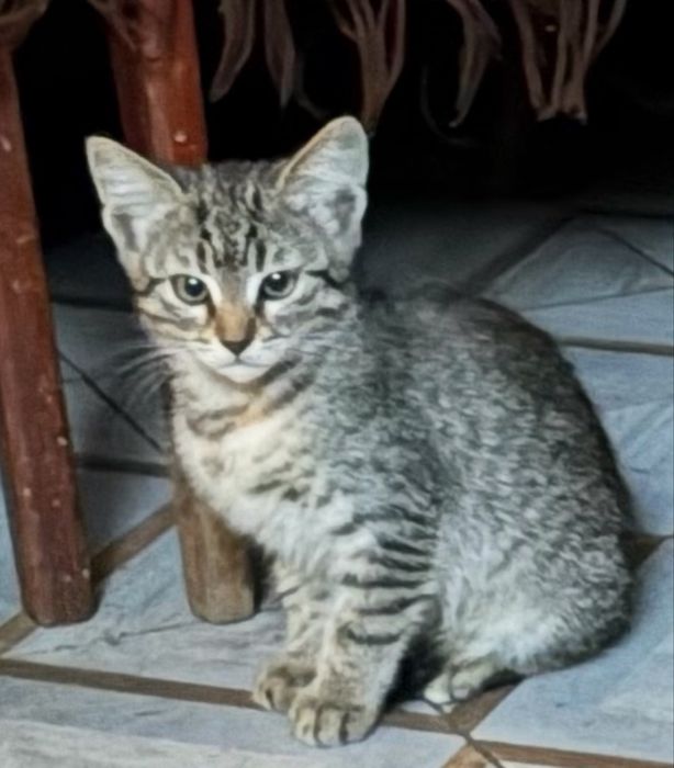 Кошенята котики коти
