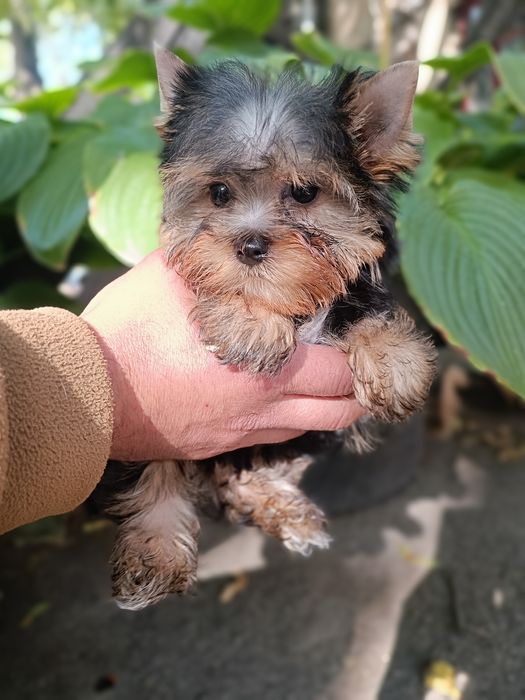 Привитые Родословные Йорки