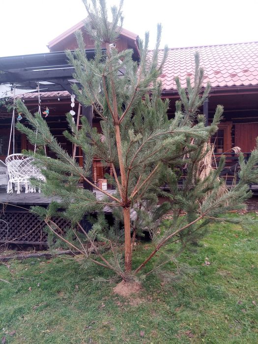 Dom wakacyjny dla 10-14 osób. 1000zl/doba