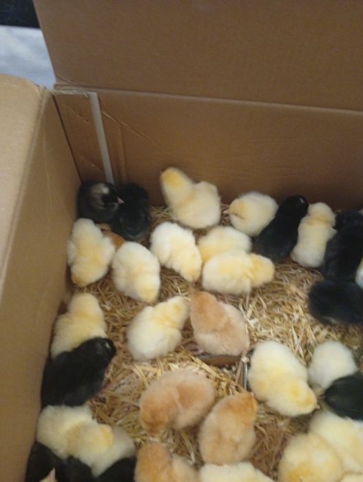 Kurczęta jednodniowe