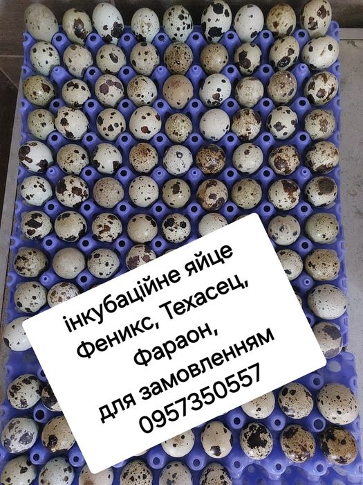 Інкубаційне яйце Техас