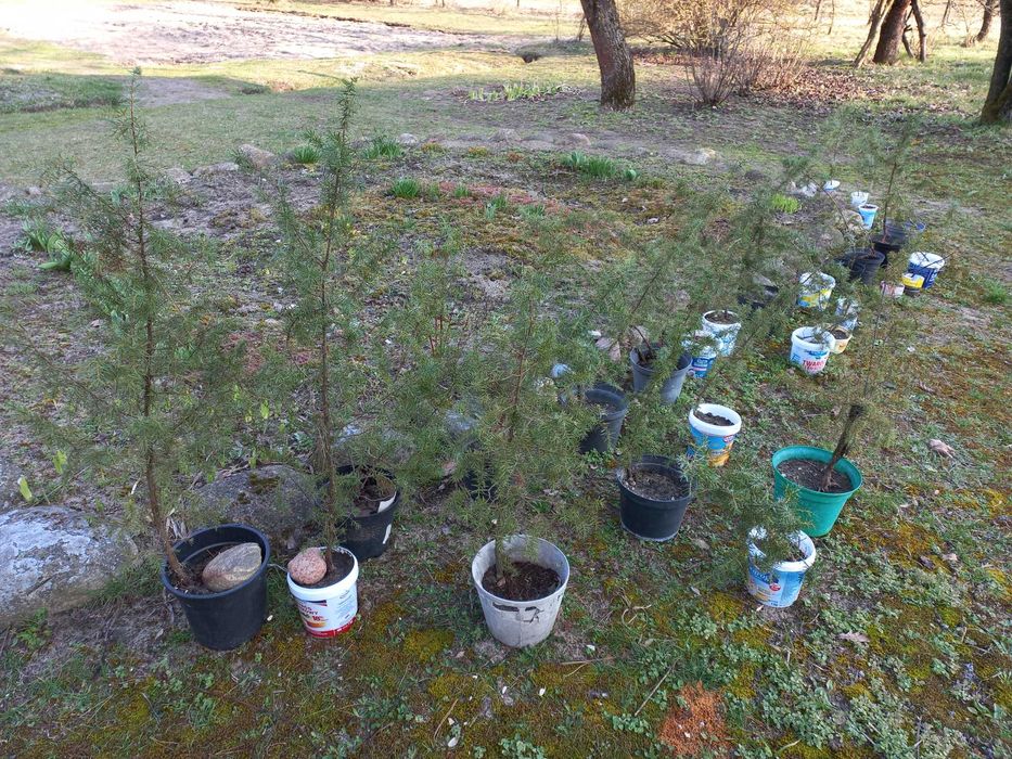 Jałowiec pospolity w doniczce - dobrze znosi susze: 80 cm wysokości