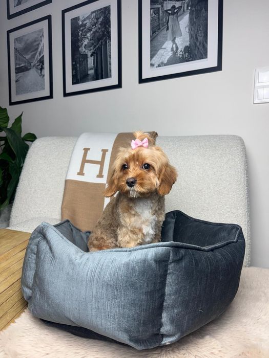 cavapoo sunia gotowa do odbioru