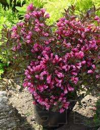 Вейгела спірея азалія декоративні рослини з власного розсадника