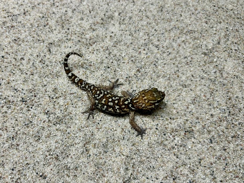 Gekon madagaskarski (Paroedura pictus)