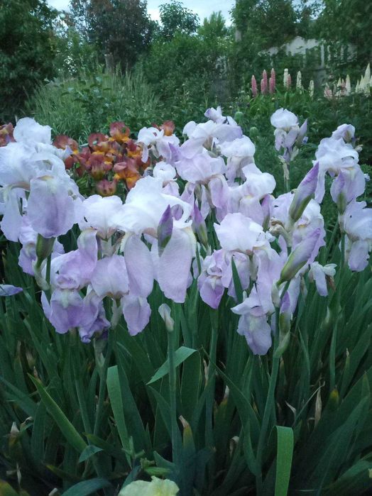 Пропоную  іриси / півники. Є середні і високі