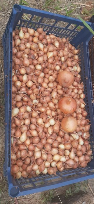 Тиканка Штутгартен лук севок арпажейка