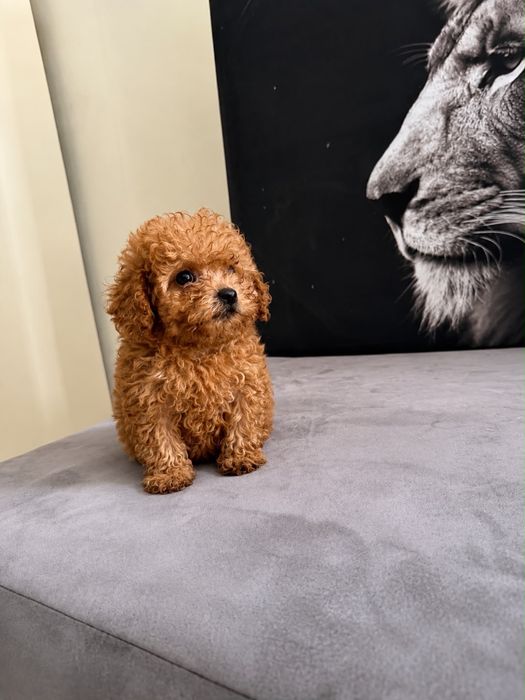 Caniche toy macho poodle toy