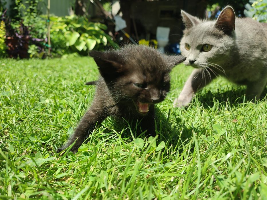 Котики народилися 16 квітня