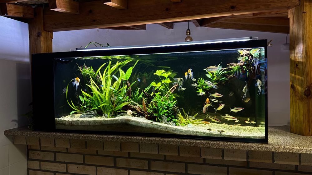 Peixes,Plantas,Troncos,Rocha