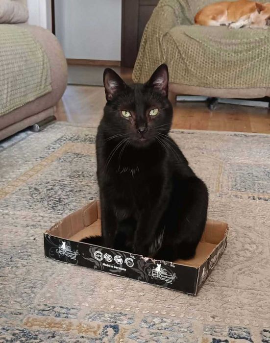 Sigma: kot, przy którym zapomnisz, czym jest cisza i nuda. Adoptuj!