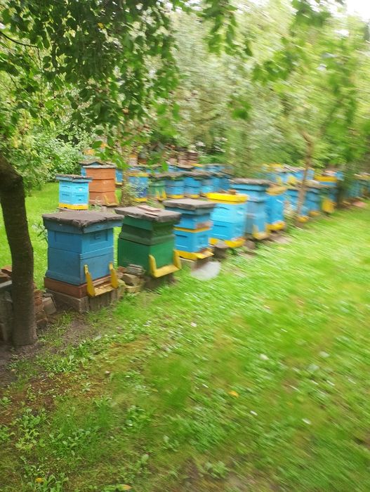 Pasieka na sprzedaż