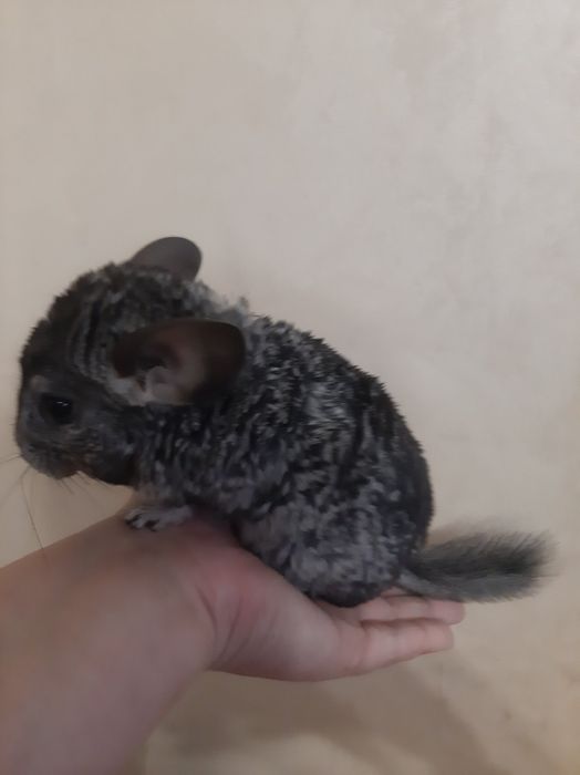 Дружелюбна  пухкенька ( сіра та біла] дівчинка