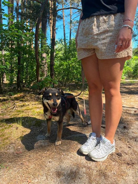 Malutki TIMO ,szuka domu.
