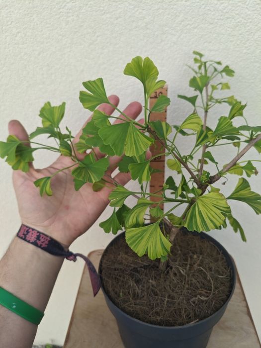 Ginkgo Biloba variegada 
.
Planta ornamental de jardim
.
±50/60 cms