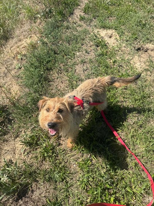 Danu piękny piesek do adopcji